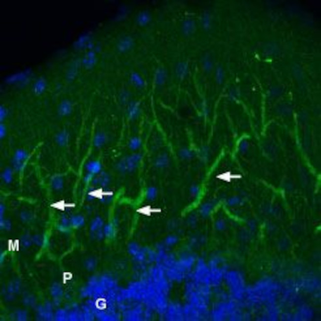 GluR2 (GluA2) (extracellular) Antibody in Immunohistochemistry (Frozen) (IHC (F))