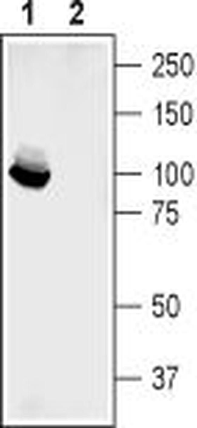 GluR2 (GluA2) (extracellular) Antibody in Western Blot (WB)