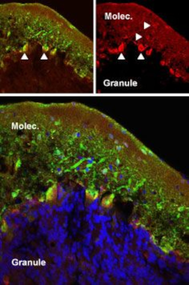 mGluR5 (extracellular) Antibody in Immunohistochemistry (Frozen) (IHC (F))