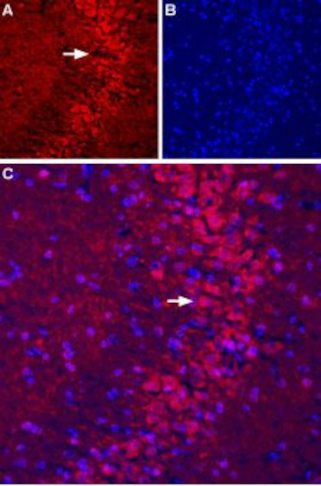 mGluR5 (extracellular) Antibody in Immunohistochemistry (Frozen) (IHC (F))