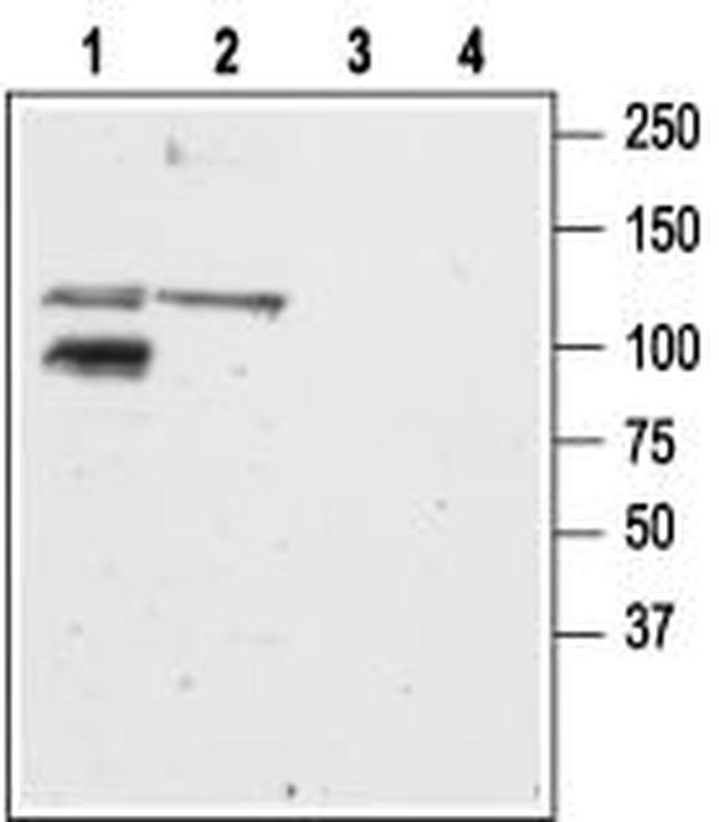 GRIK2 (GluK2) Antibody in Western Blot (WB)