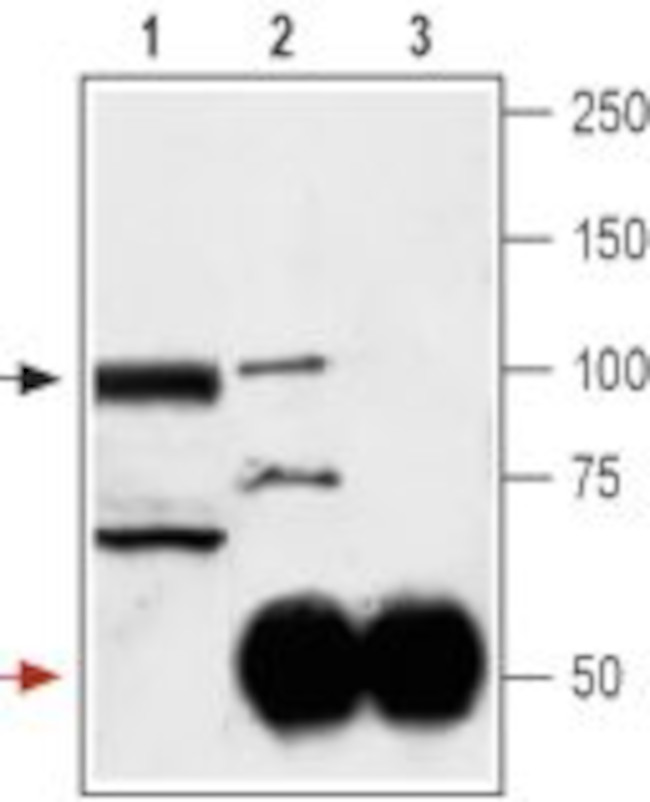 GluR3 (GluA3) (extracellular) Antibody in Immunoprecipitation (IP)