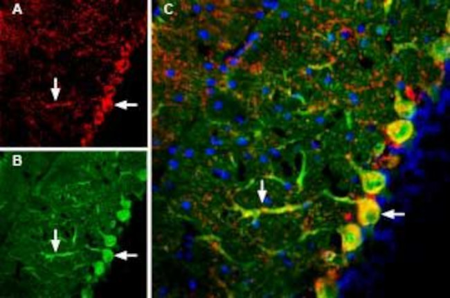 GluR3 (GluA3) (extracellular) Antibody in Immunohistochemistry (IHC)