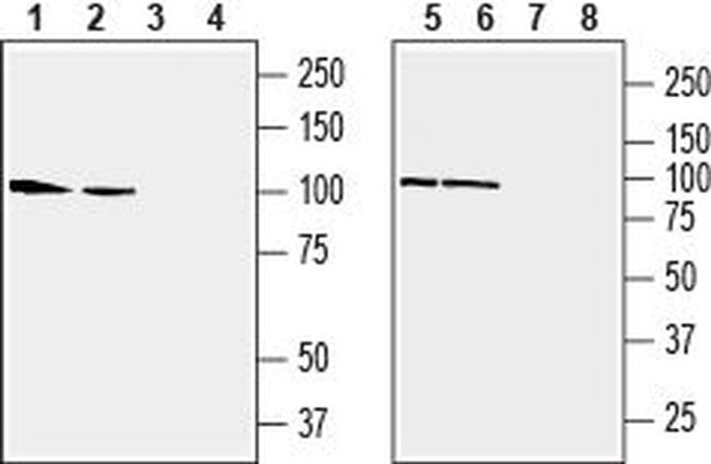 GluR3 (GluA3) (extracellular) Antibody in Western Blot (WB)