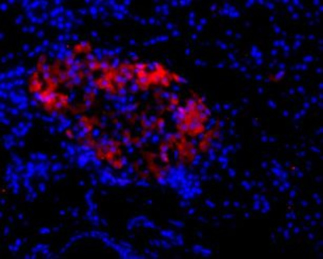 NMDAR2C (GRIN2C) (extracellular) Antibody in Immunohistochemistry (Paraffin) (IHC (P))