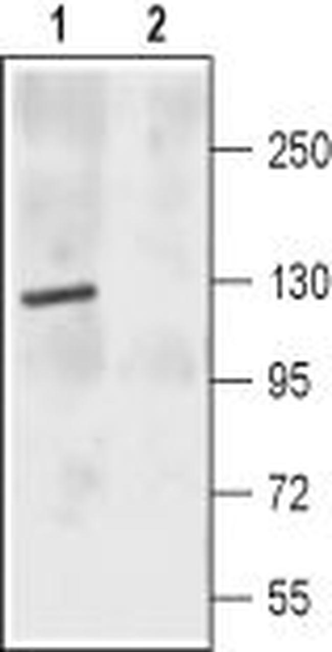 NMDAR2C (GRIN2C) (extracellular) Antibody in Western Blot (WB)