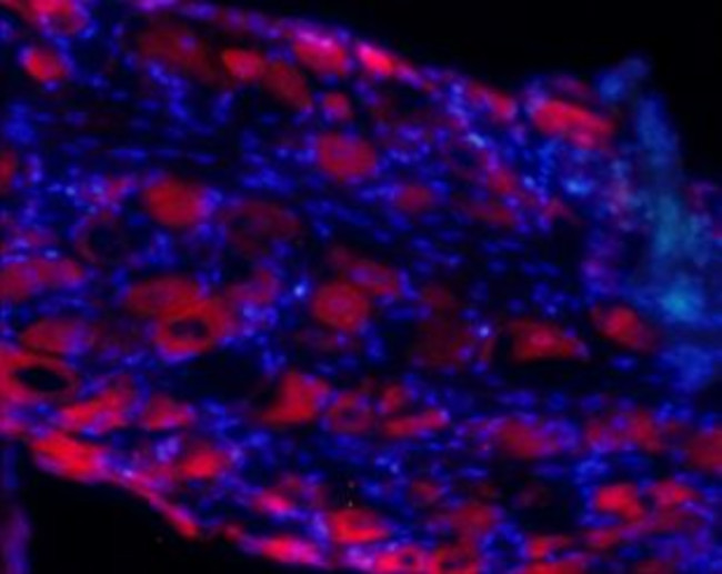 GluR4 (GluA4) (extracellular) Antibody in Immunohistochemistry (Frozen) (IHC (F))