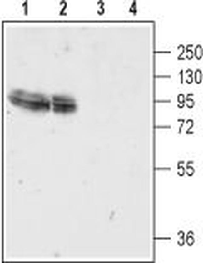 GluR4 (GluA4) (extracellular) Antibody in Western Blot (WB)