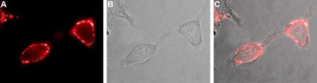 EAAT2 (GLT-1) (extracellular) Antibody in Immunocytochemistry (ICC/IF)