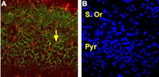 EAAT2 (GLT-1) (extracellular) Antibody in Immunohistochemistry (Frozen) (IHC (F))