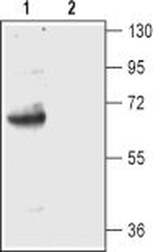 EAAT2 (GLT-1) (extracellular) Antibody in Western Blot (WB)