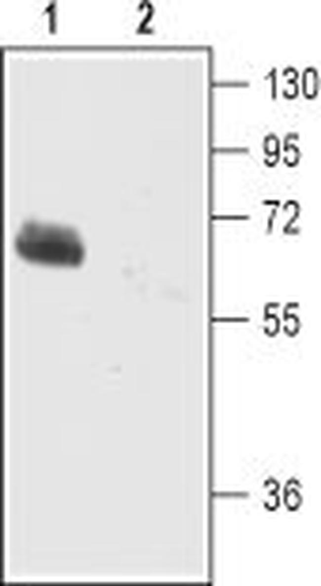 EAAT2 (GLT-1) (extracellular) Antibody in Western Blot (WB)