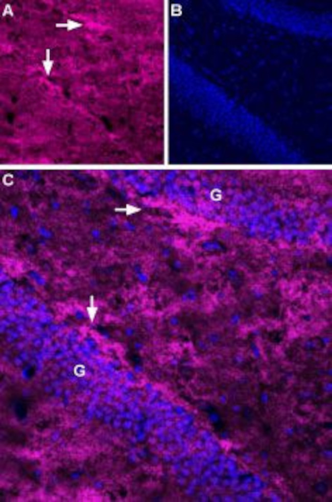 EAAT2 (GLT-1) (extracellular) Antibody in Immunohistochemistry (Frozen) (IHC (F))