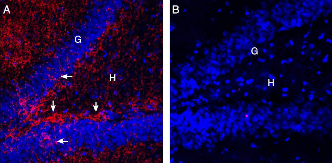 EAAT2 (GLT-1) (extracellular) Antibody in Immunohistochemistry (Frozen) (IHC (F))