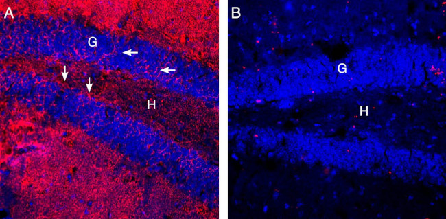 EAAT2 (GLT-1) (extracellular) Antibody in Immunohistochemistry (Frozen) (IHC (F))