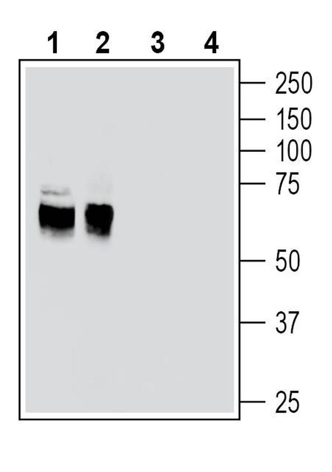 EAAT2 (GLT-1) (extracellular) Antibody in Western Blot (WB)