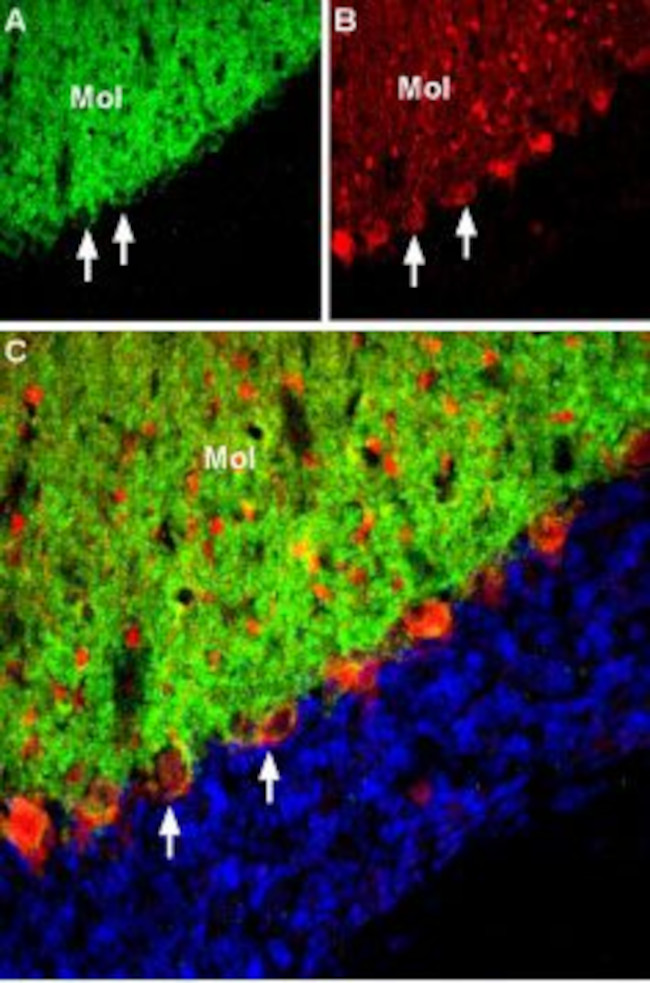 EAAT3 (EAAC1) Antibody in Immunohistochemistry (Frozen) (IHC (F))