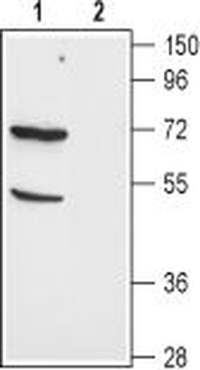 EAAT3 (EAAC1) Antibody in Western Blot (WB)