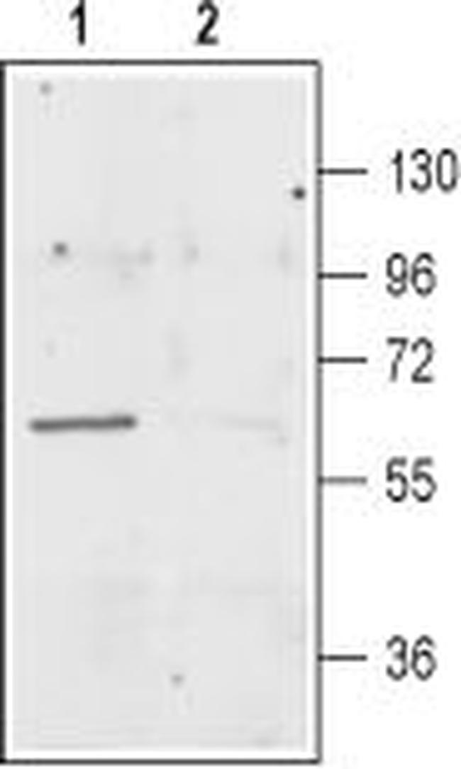 EAAT3 (EAAC1) Antibody in Western Blot (WB)