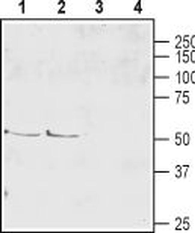 EAAT4 (extracellular) Antibody in Western Blot (WB)