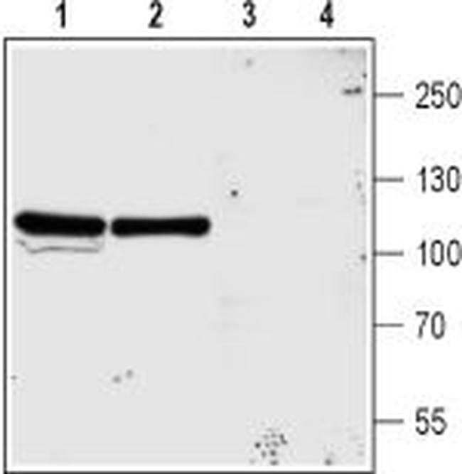 NMDAR3A (GRIN3A) (extracellular) Antibody in Western Blot (WB)