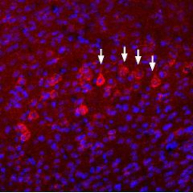 NMDAR3B (GRIN3B) (extracellular) Antibody in Immunohistochemistry (Frozen) (IHC (F))