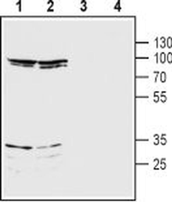 NMDAR3B (GRIN3B) (extracellular) Antibody in Western Blot (WB)