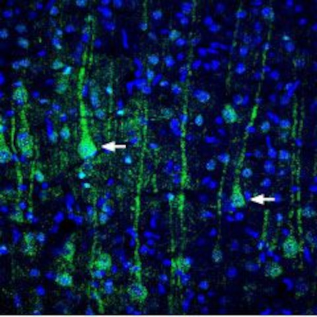 VGLUT1 Antibody in Immunohistochemistry (Frozen) (IHC (F))