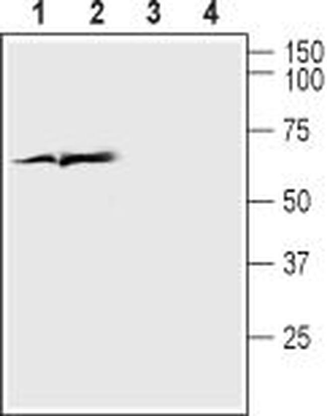 VGLUT1 Antibody in Western Blot (WB)