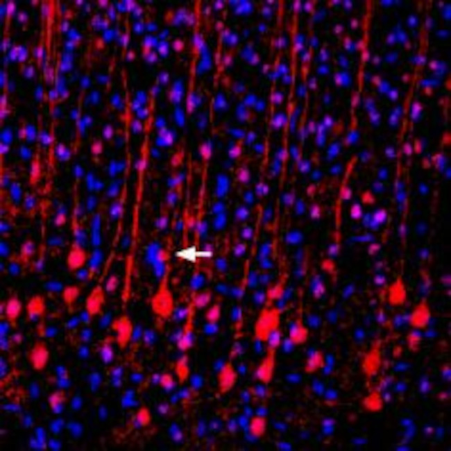 VGLUT2 Antibody in Immunohistochemistry (Frozen) (IHC (F))