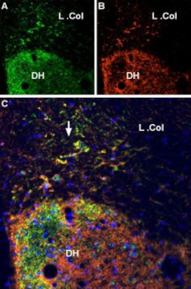 VGLUT2 Antibody in Immunohistochemistry (Frozen) (IHC (F))