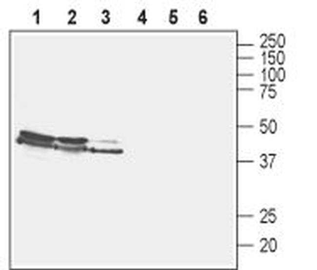 VGLUT2 Antibody in Western Blot (WB)