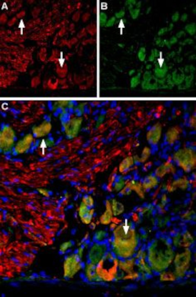 VGLUT2 Antibody in Immunohistochemistry (Frozen) (IHC (F))