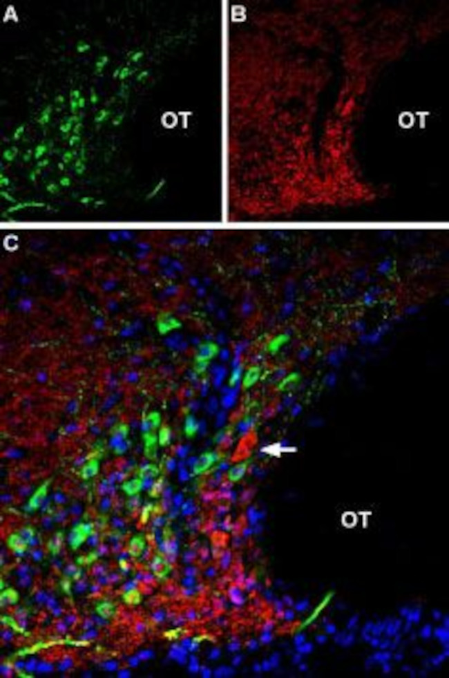 VGLUT2 Antibody in Immunohistochemistry (Frozen) (IHC (F))