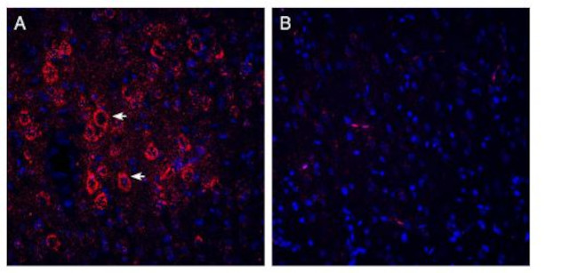 VGLUT2 Antibody in Immunohistochemistry (Frozen) (IHC (F))