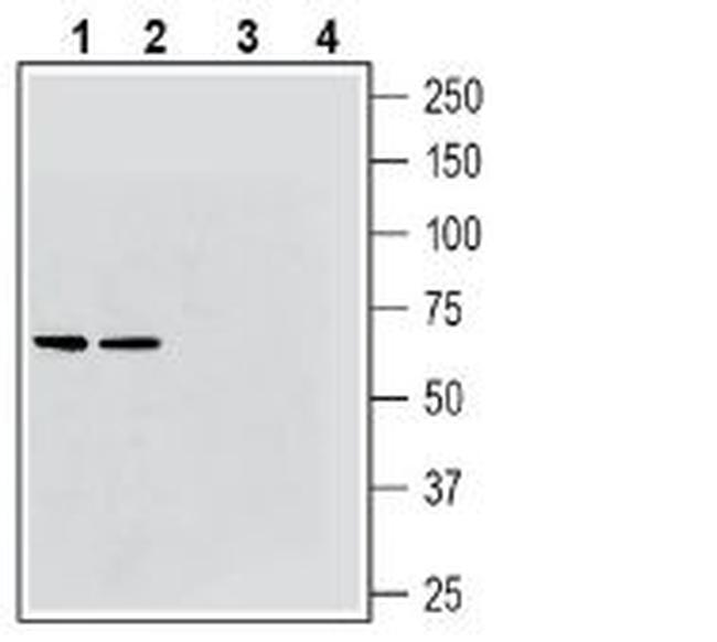 VGLUT2 Antibody in Western Blot (WB)