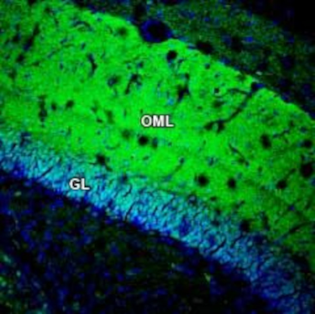 GSG1L Antibody in Immunohistochemistry (Frozen) (IHC (F))