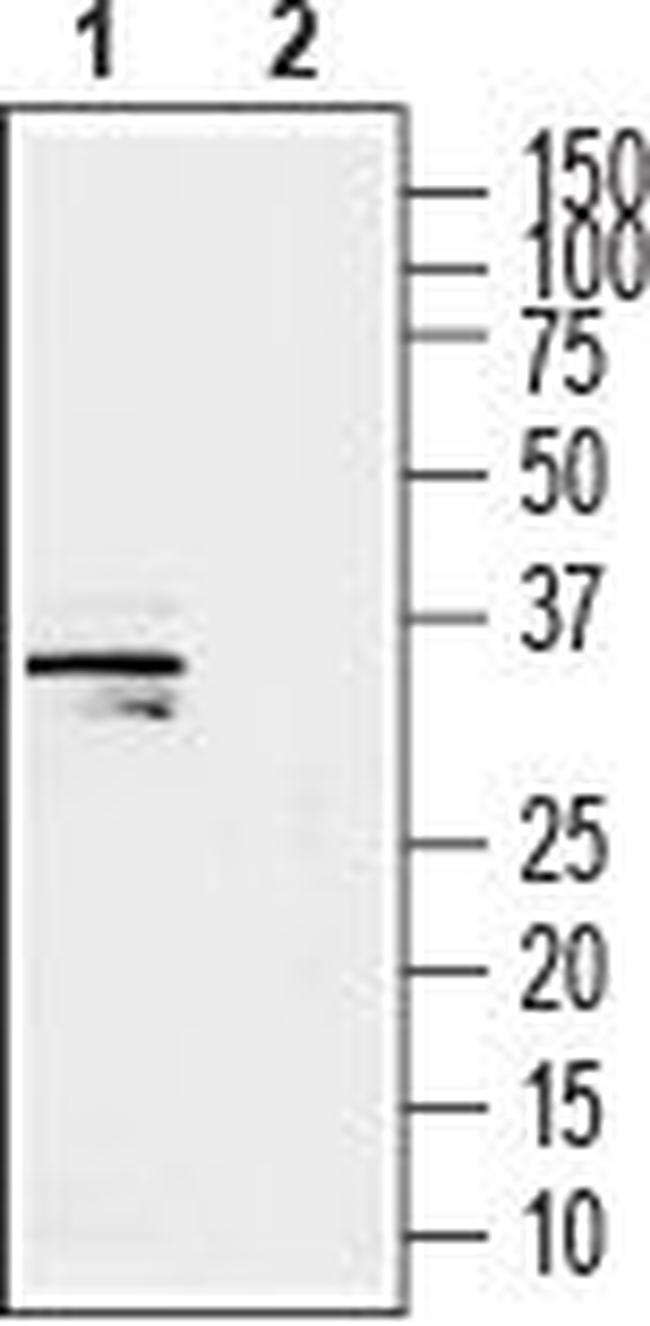 GSG1L Antibody in Western Blot (WB)