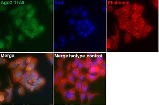 AGO2 Antibody in Immunocytochemistry (ICC/IF)