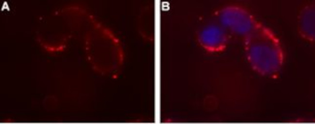 Ghrelin Receptor (GHSR) (extracellular) Antibody in Immunocytochemistry (ICC/IF)