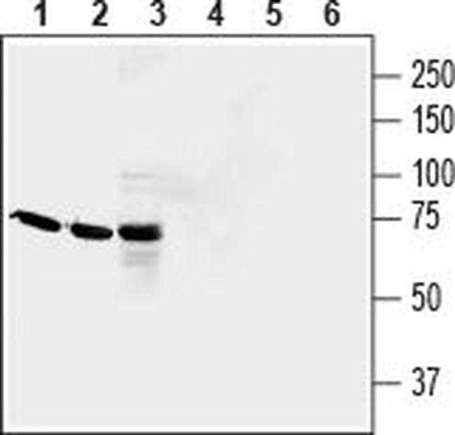 QRFPR/GPR103 (extracellular) Antibody in Western Blot (WB)