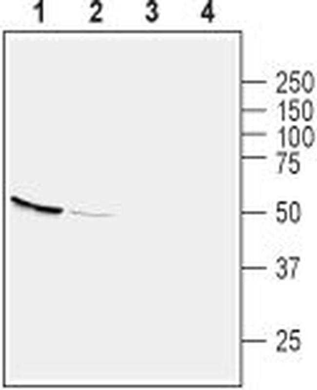 GPR39 (extracellular) Antibody in Western Blot (WB)