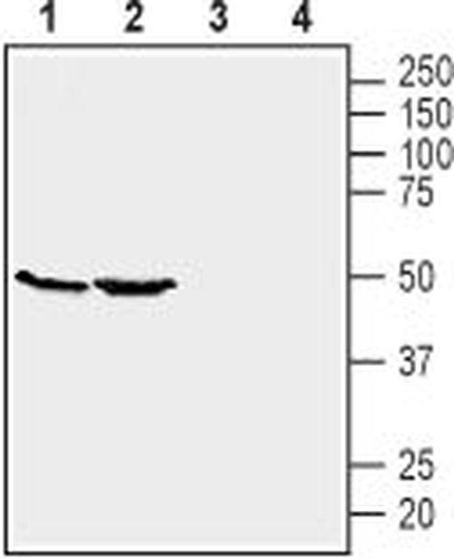 GPR39 (extracellular) Antibody in Western Blot (WB)