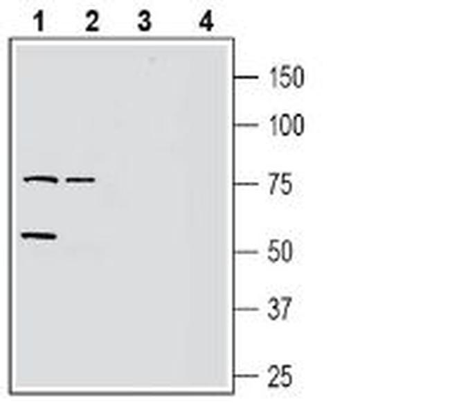 GPR37L1 (extracellular) Antibody in Western Blot (WB)