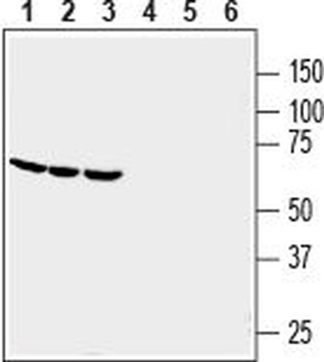 GPR84 (extracellular) Antibody in Western Blot (WB)