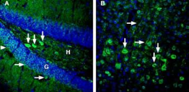 GPR83 (extracellular) Antibody in Immunohistochemistry (Frozen) (IHC (F))