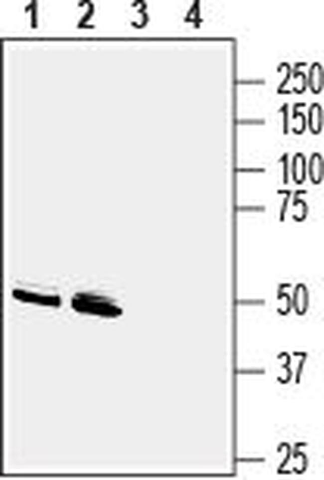 GPR83 (extracellular) Antibody in Western Blot (WB)