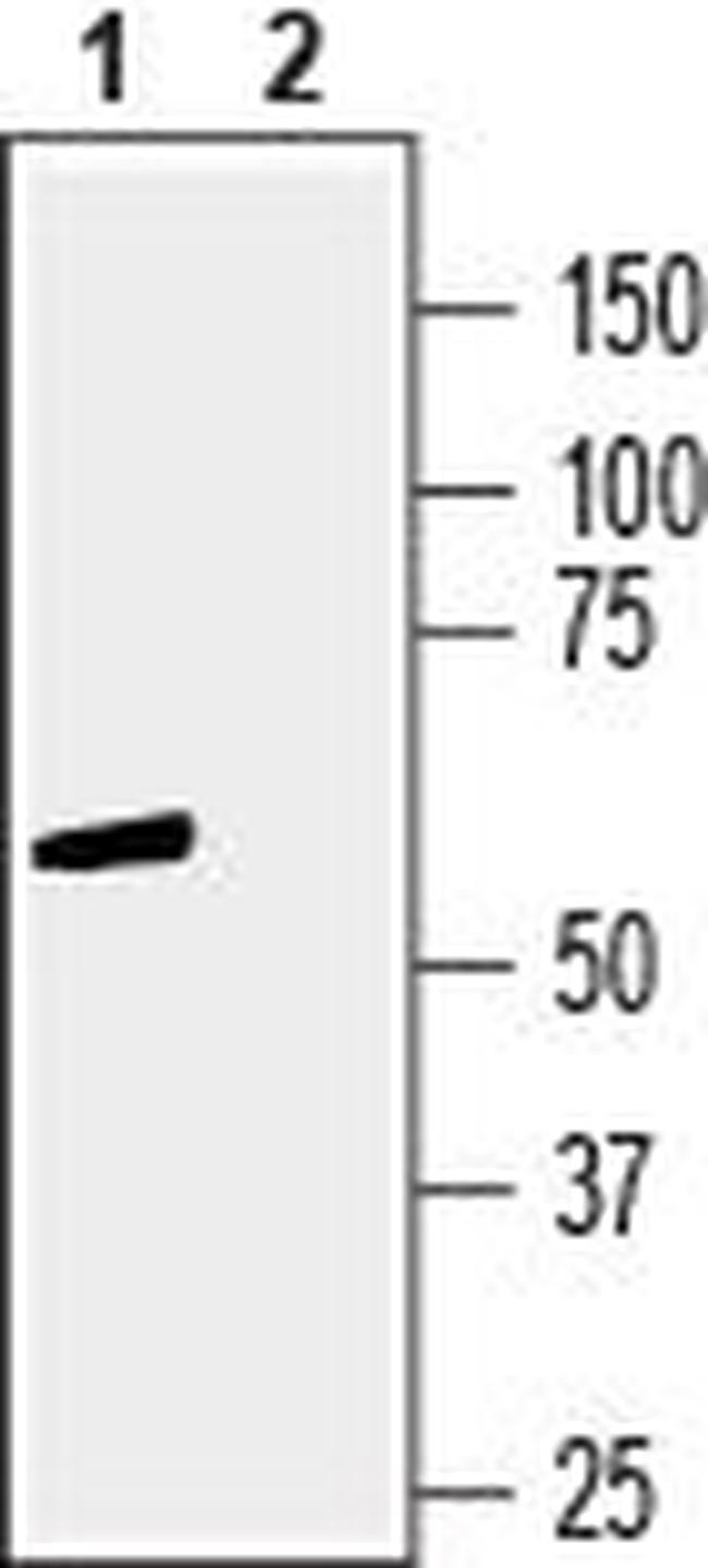 GPR83 (extracellular) Antibody in Western Blot (WB)