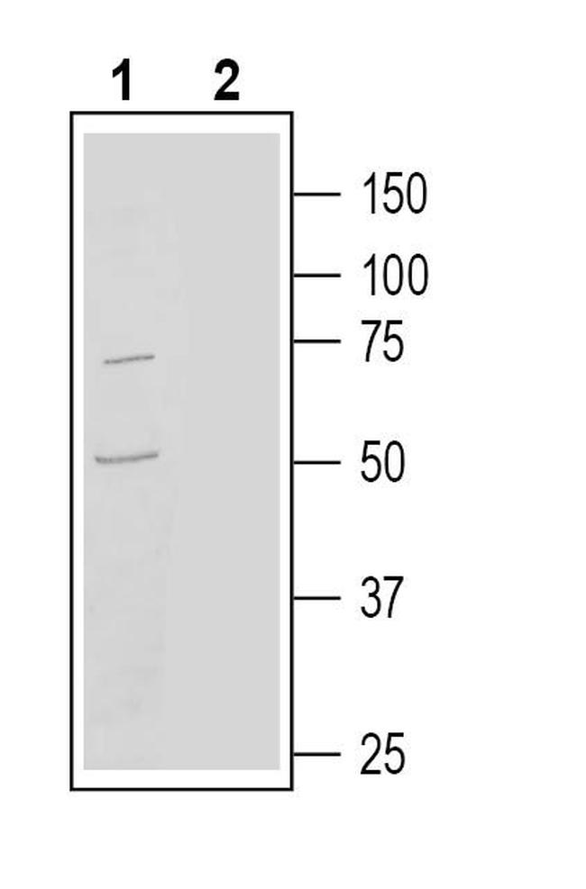 GPR97 (ADGRG3) (extracellular) Antibody in Western Blot (WB)