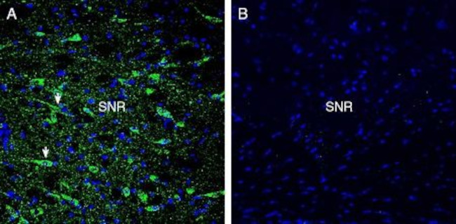 GPR52 Antibody in Immunohistochemistry (Frozen) (IHC (F))